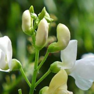 Beans flowers