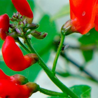 Beans flowers gallery 2017
