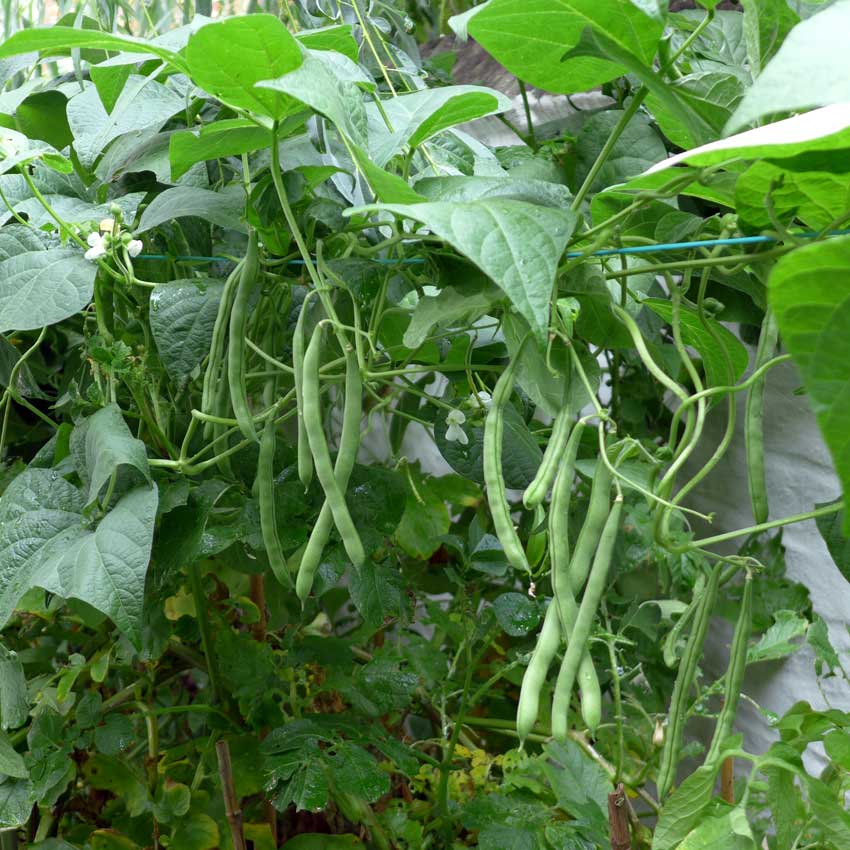 Beans report 2 - Diary of a Brussels Kitchen Garden