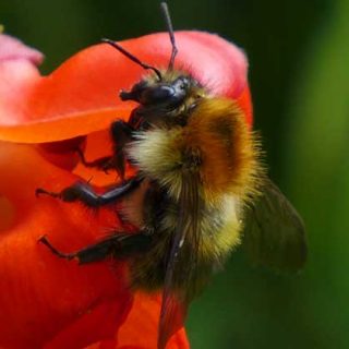 Garden Bees Gallery