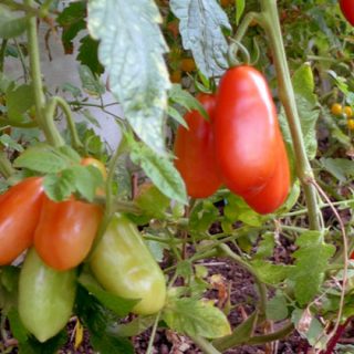 Best paste tomatoes on the vine