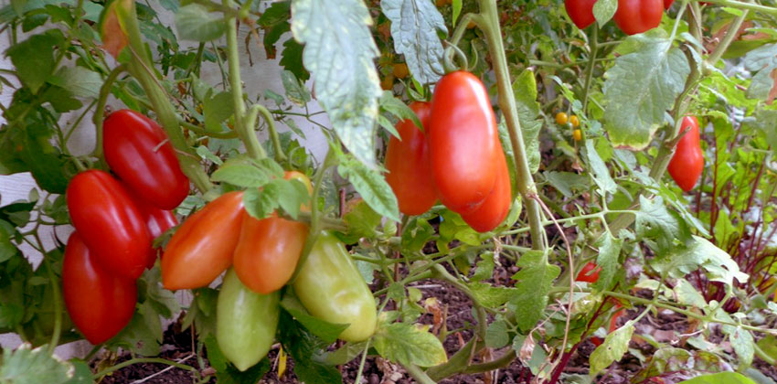 Best paste tomatoes on the vine