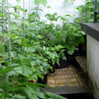 Basement Planting