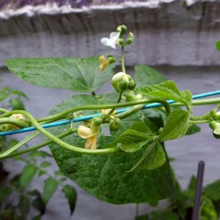 Bean Flowers