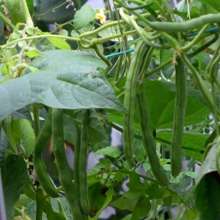 Runner Beans