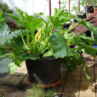 Courgettes container