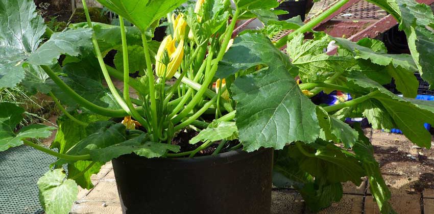 Courgettes container