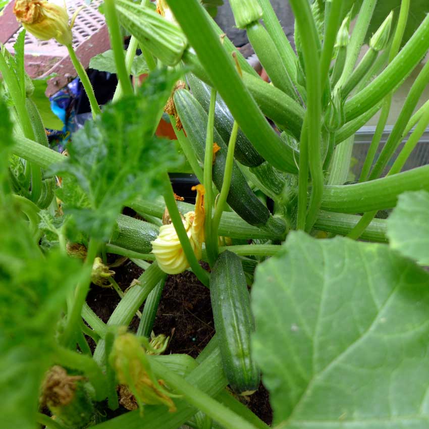 blog-2015-courgettes-02