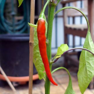 Growing peppers