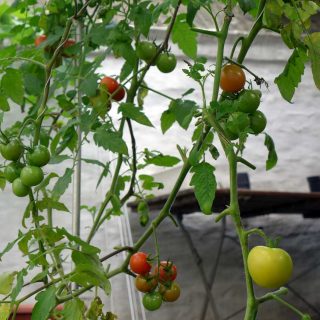 Last tomatoes of the year 2016