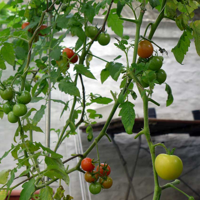 blog-2015-last-tomatoes-of-the-year-01