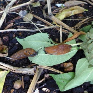 Managing pests in the garden