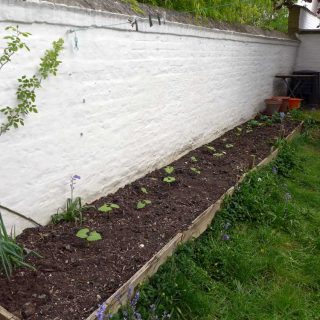 Raised bed planting