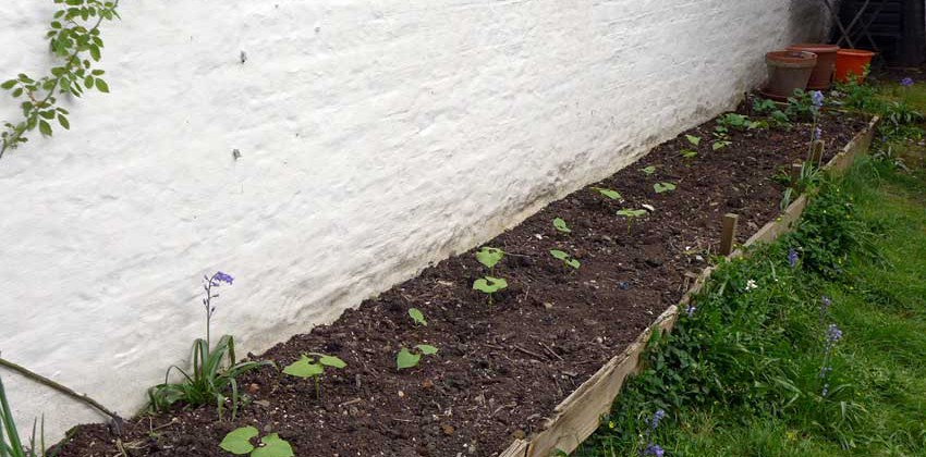 Raised bed planting