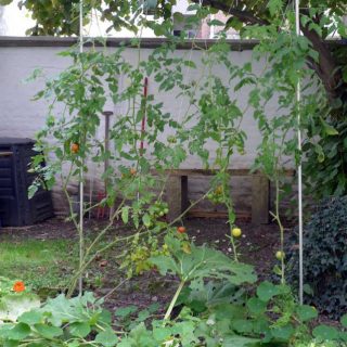 Simple growing frame for tomatoes