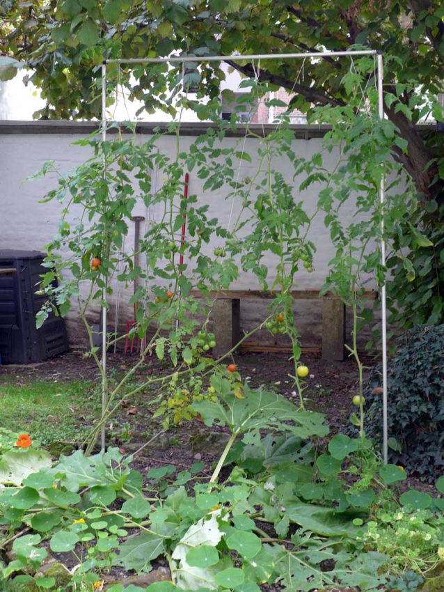 blog-2015-simple-growing-frame-for-tomatoes-01