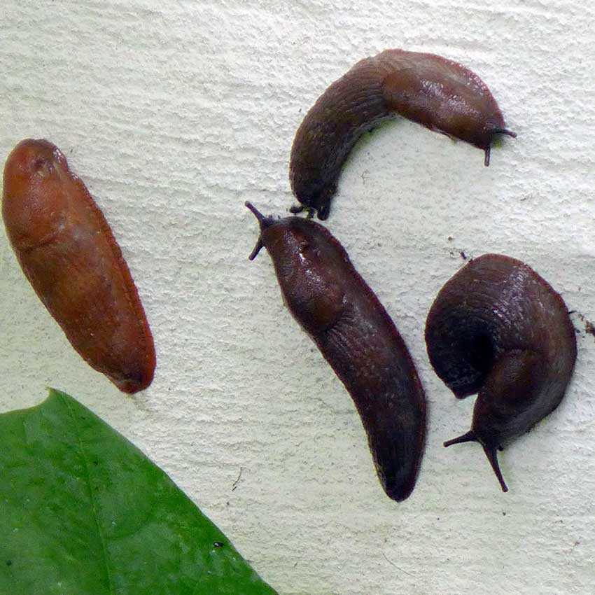 blog-2015-slugs-01