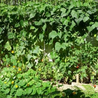 The raised bed crop