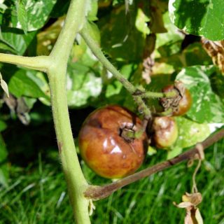 Tomato blight