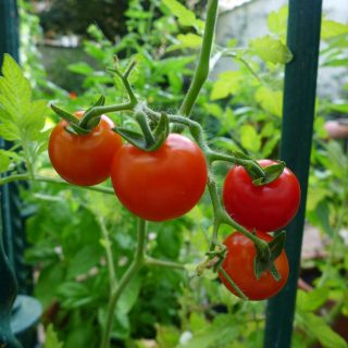 Heirloom tomatoes