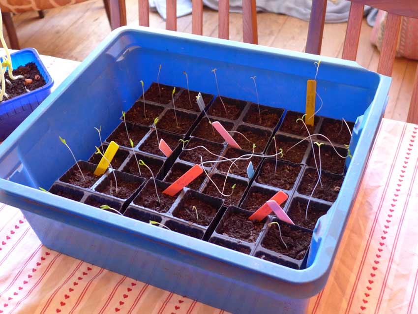 Domestic seed propagators - Hardening off at room temperature
