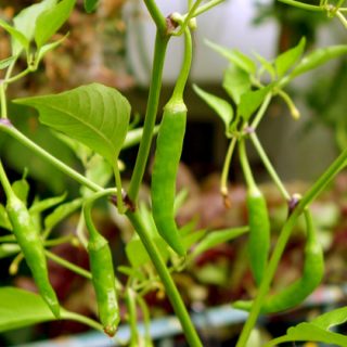 Chilli weather for chillies