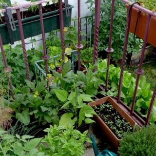 container gardening gallery