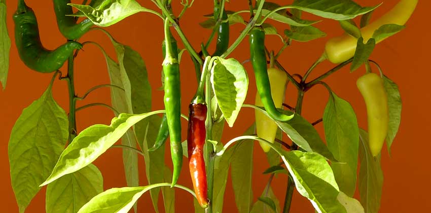 Growing peppers gallery