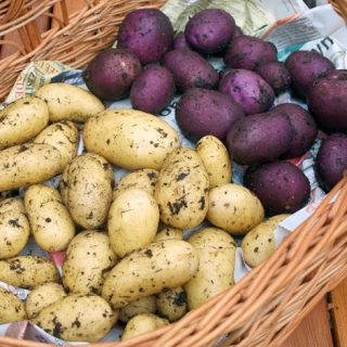 Growing potatoes in containers - part 2