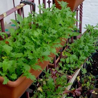 Growing salad in containers gallery