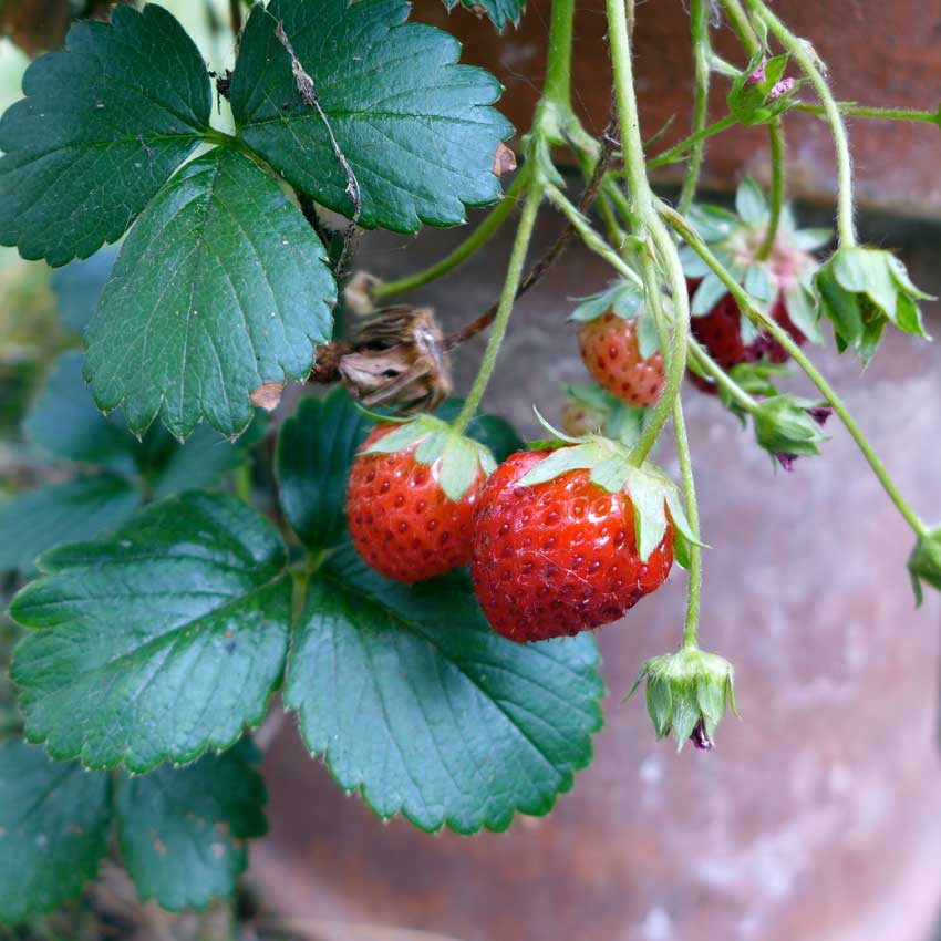 Growing strawberries - detail
