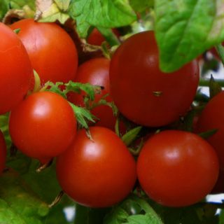 Growing tomatoes in the city gallery 1