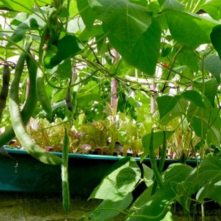 Harvesting climbing beans