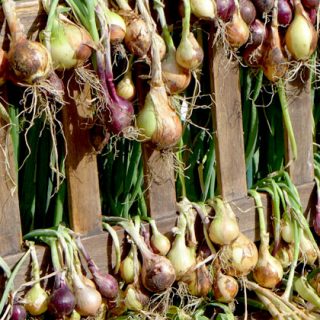Harvesting garlic &onions
