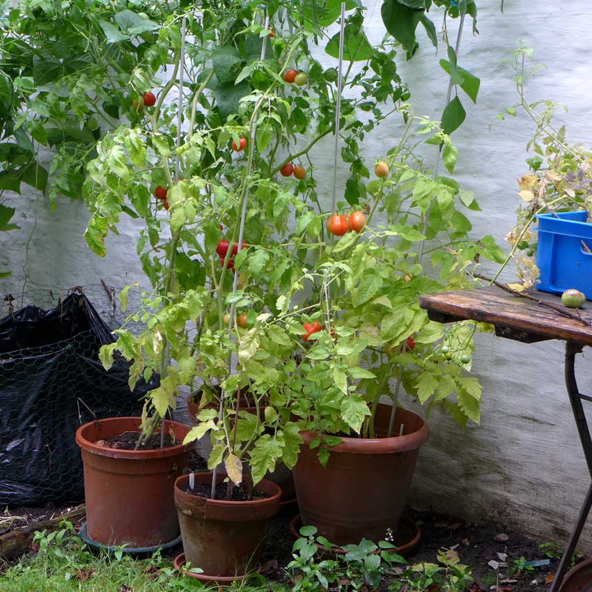 Corners and Edges Tomato Plants