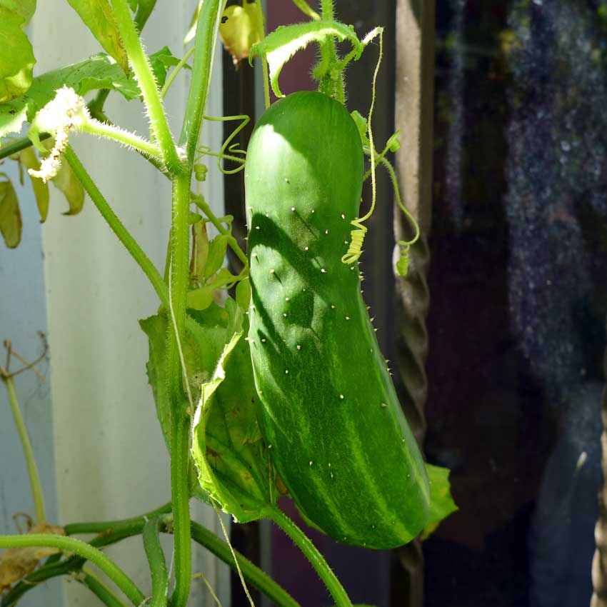 cucumbers-squash-diary-of-a-brussels-kitchen-garden