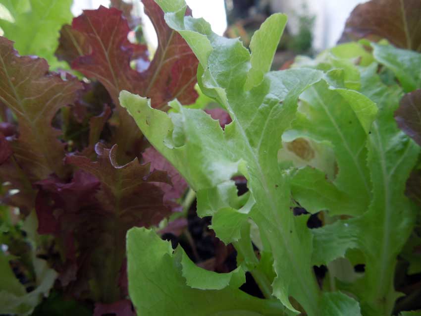 page-growing-salad-in-containers-01