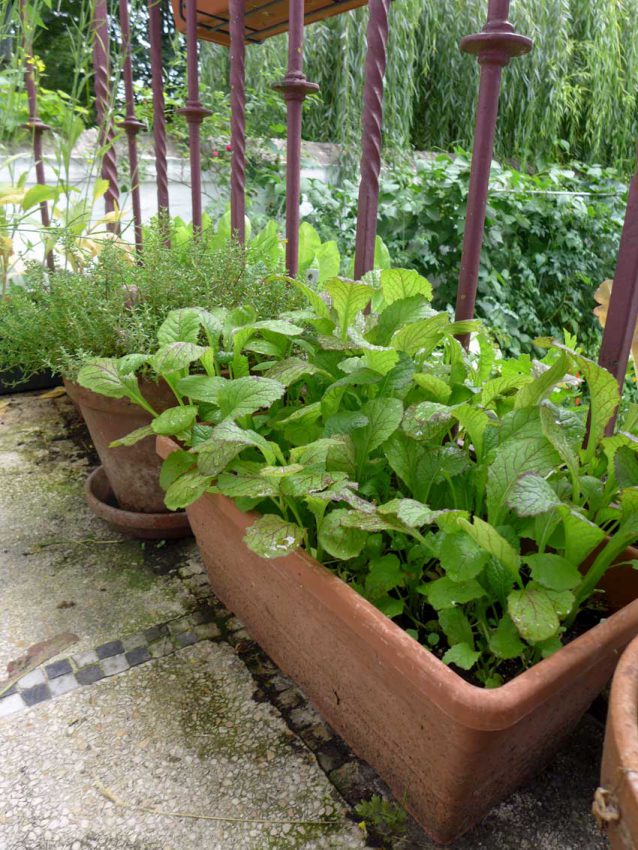 page-growing-salad-in-containers-04