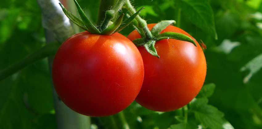 page-growing-tomatoes-header