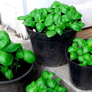Potting up basil