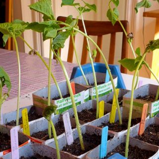 Repotting first beans