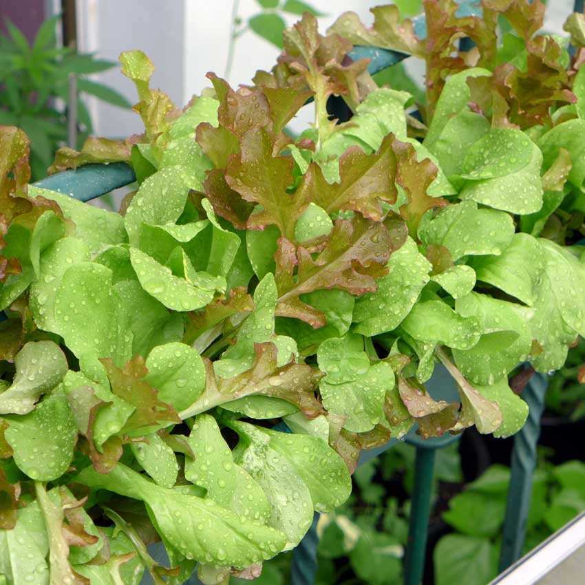 Lettuce in containers
