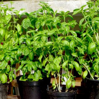 Second basil harvest