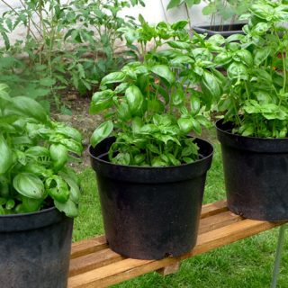 Lets get serious about basil growing
