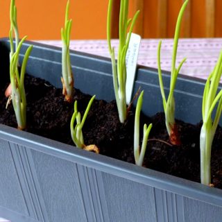 Starting shallots