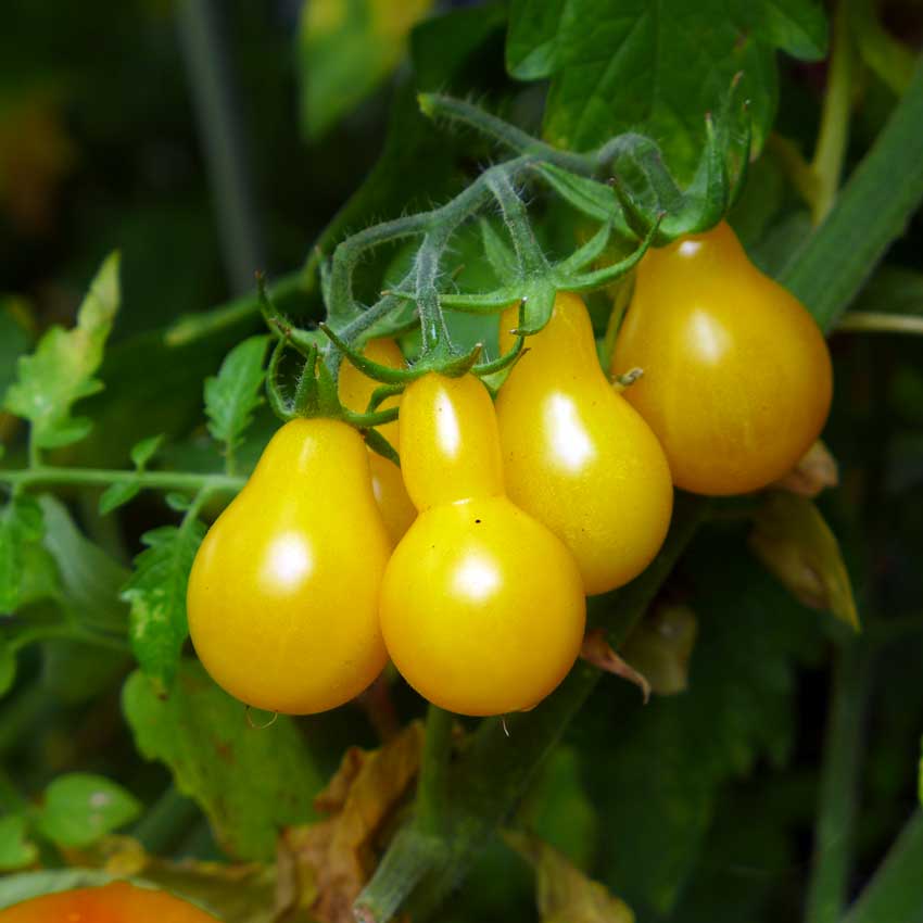 Tomato: List of favourites