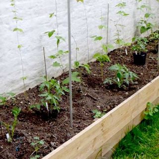 Using a raised bed